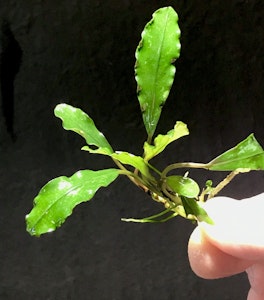 Bucephalandra Wavy Leaf