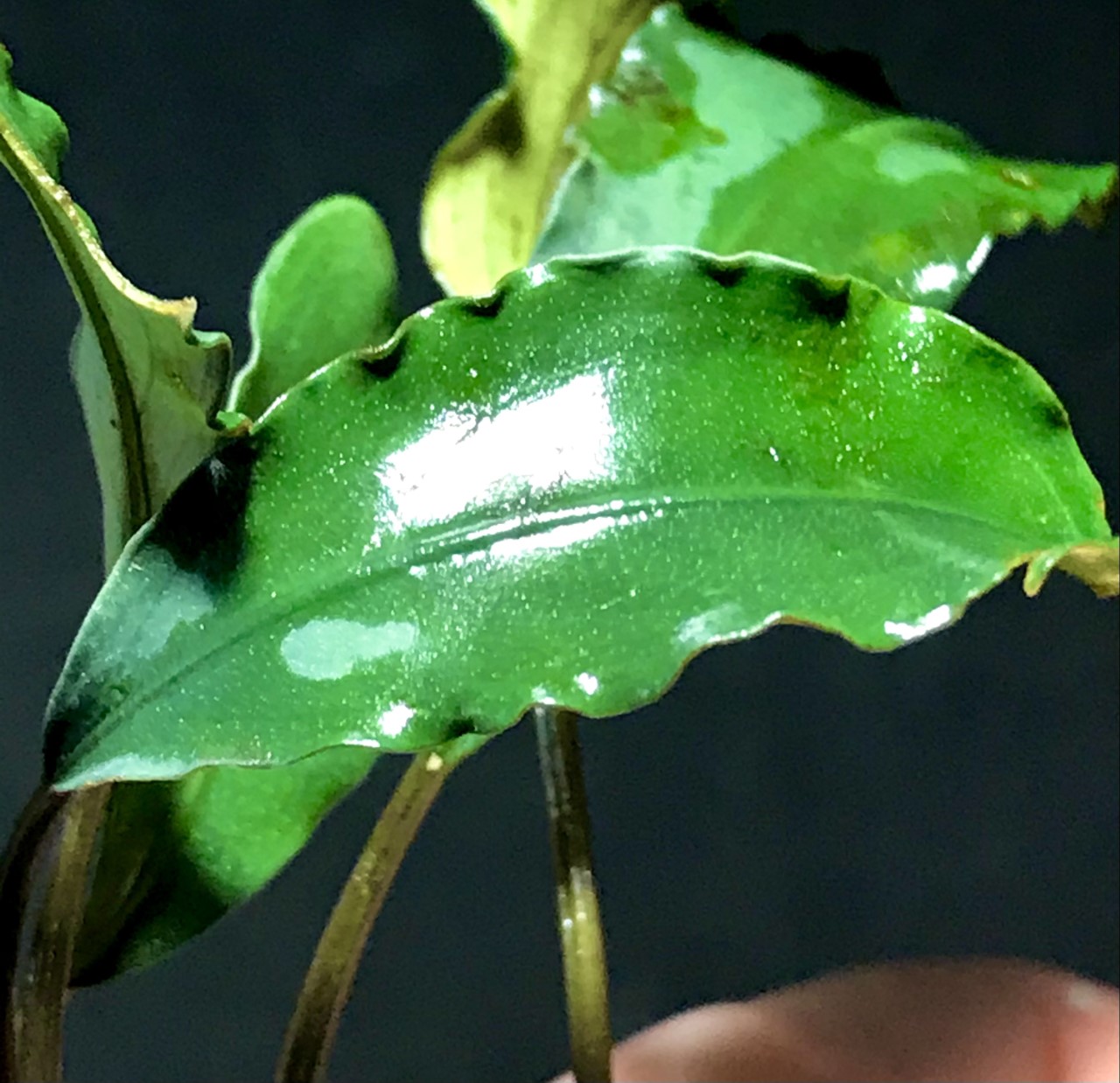 Bucephalandra Wavy Leaf