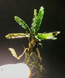 Bucephalandra Belindae