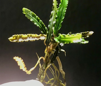 Bucephalandra Belinda
