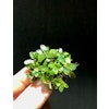 Bucephalandra Super mini