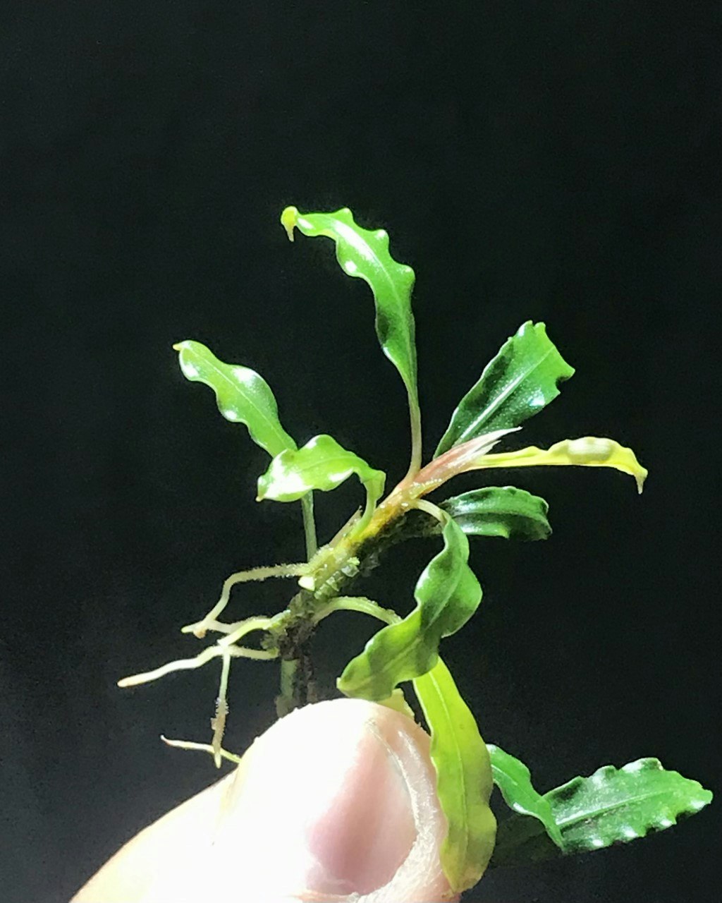 Bucephalandra Needle Leaf