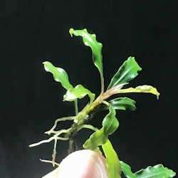 Bucephalandra Needle Leaf