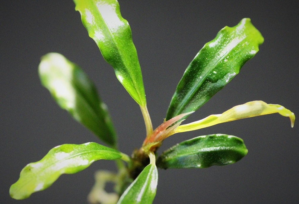 Bucephalandra Needle Leaf