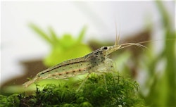 Amanoräka, Caridina multidentata