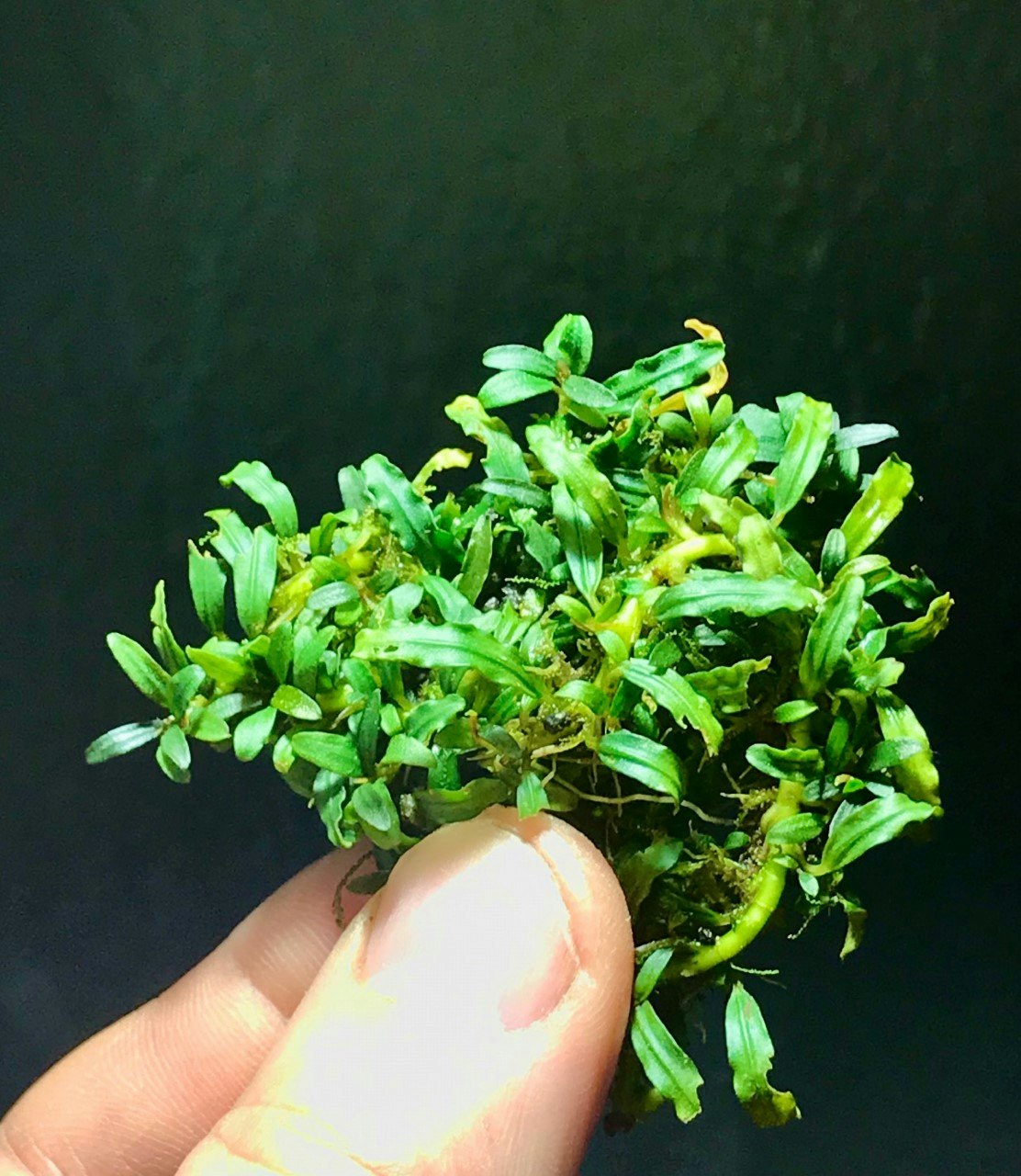 Bucephalandra Angel Tears