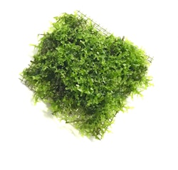 Riccardia chamedryfolia