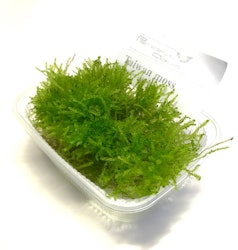 Taiwan Moss