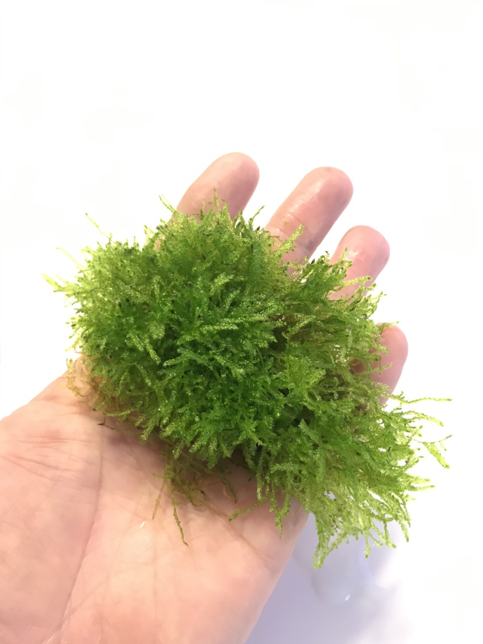 Taiwan Moss