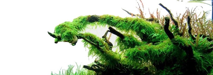 Weeping moss