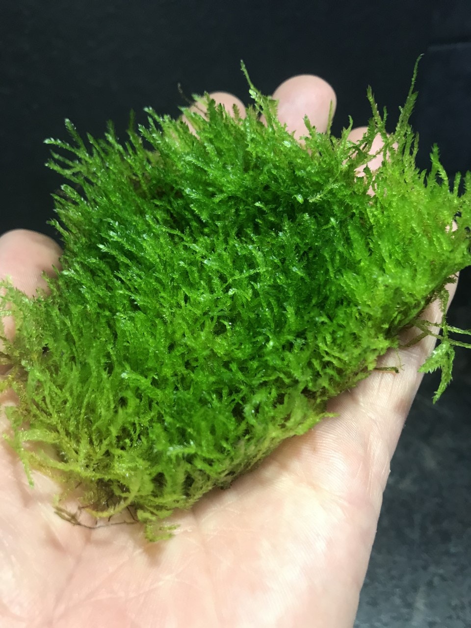 Spiky moss