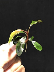 Bucephalandra Peacock