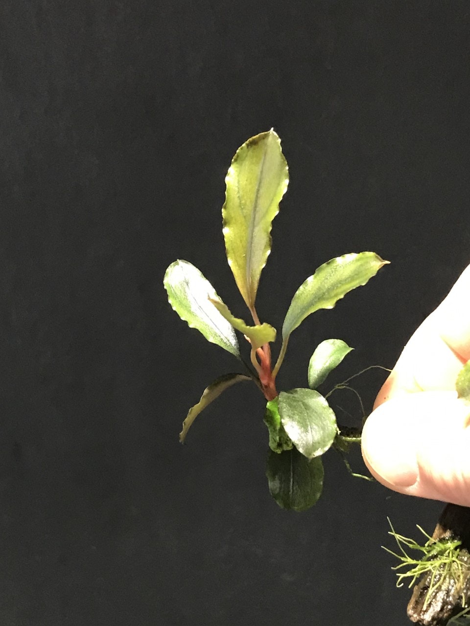 Bucephalandra Peacock