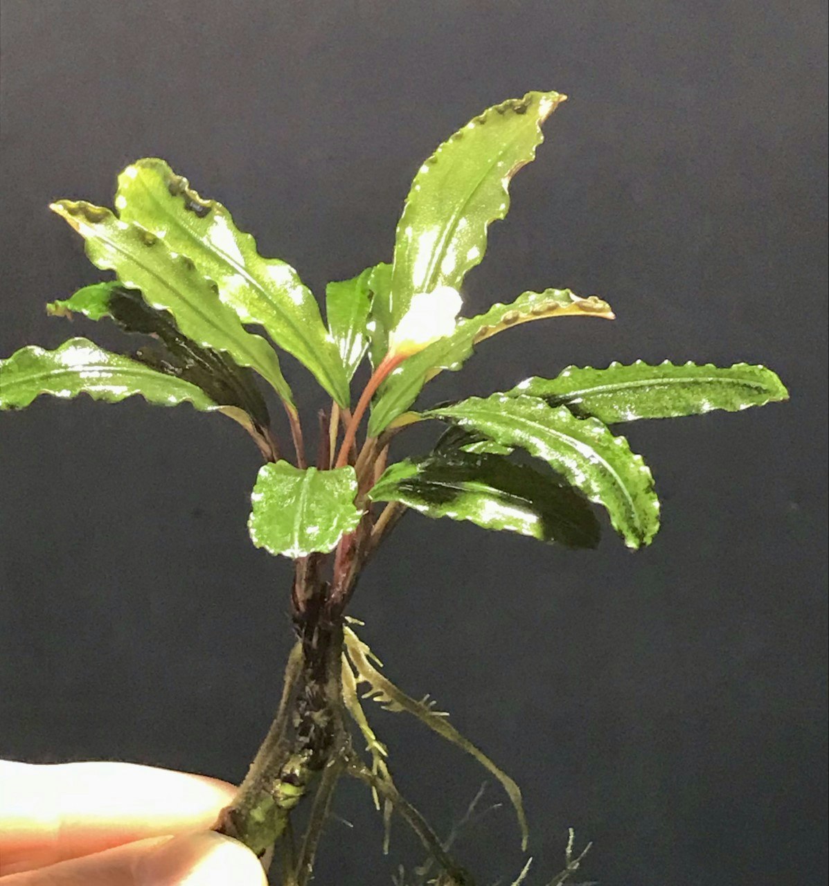 Bucephalandra Crocodile