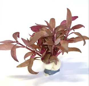 Alternanthera reineckii ´mini´