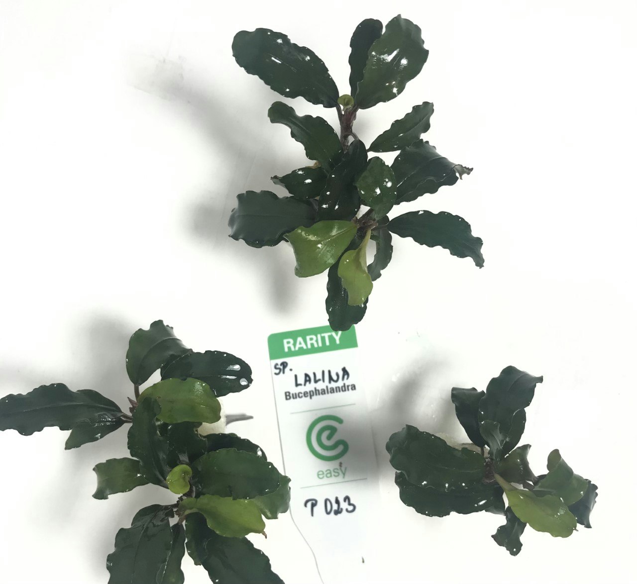 Bucephalandra Lalina