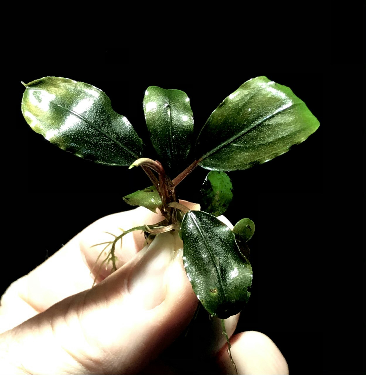 Bucephalandra Black Swan