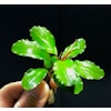 Bucephalandra Lamandau Classic