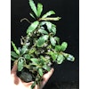 Bucephalandra Achilles Green