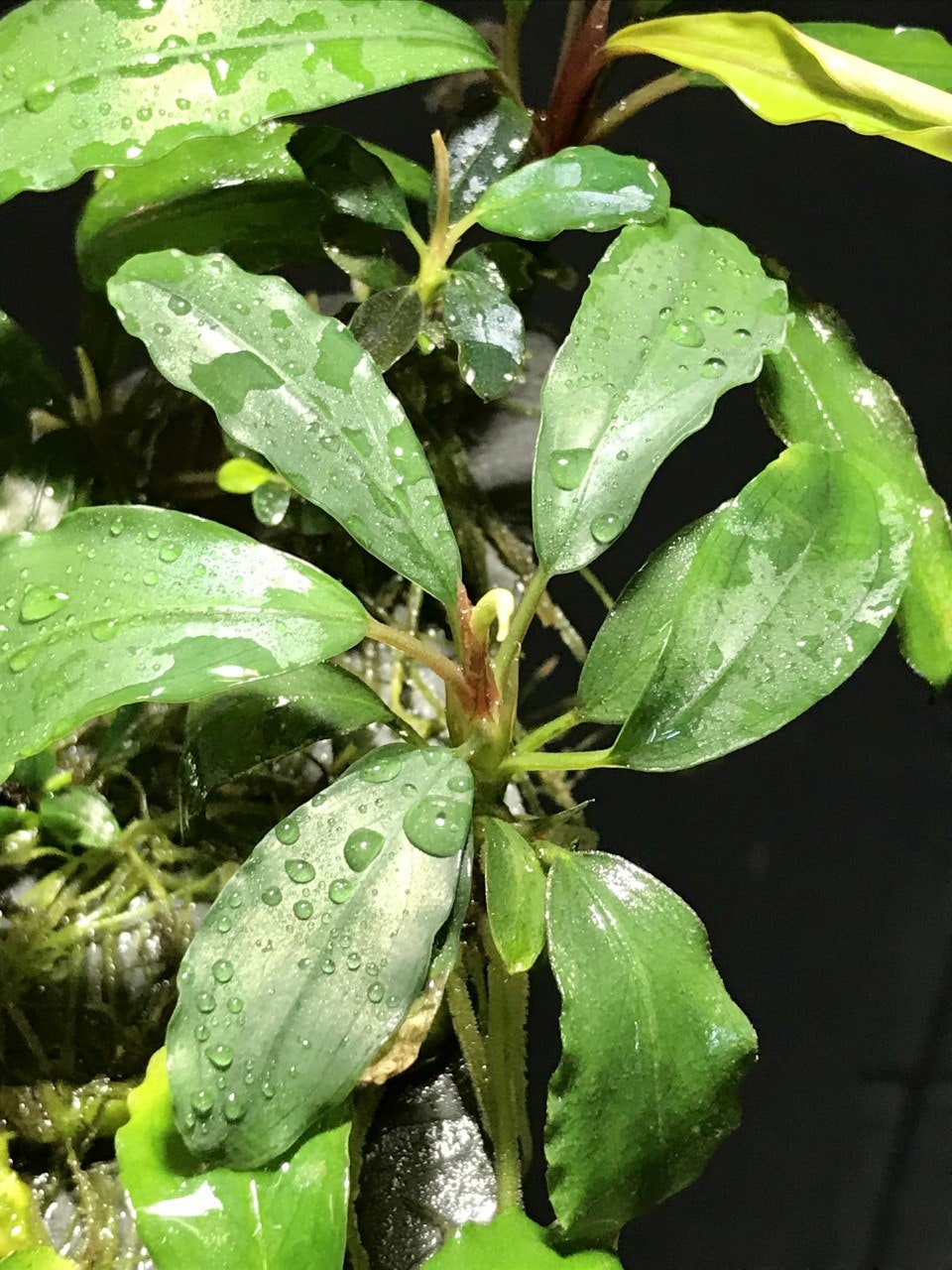 Bucephalandra Achilles Green