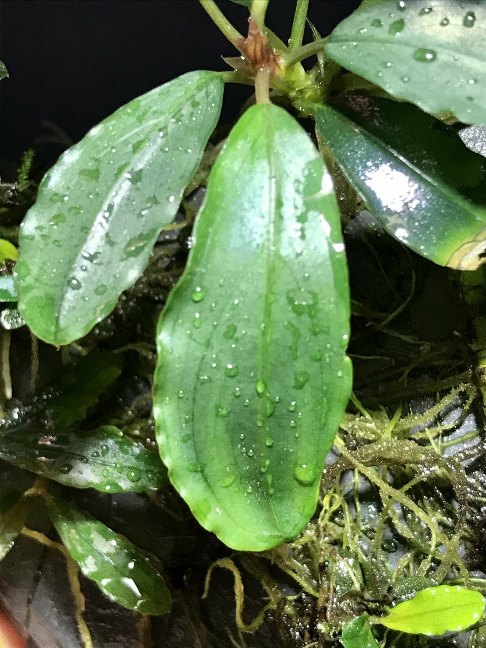 Bucephalandra Achilles Green