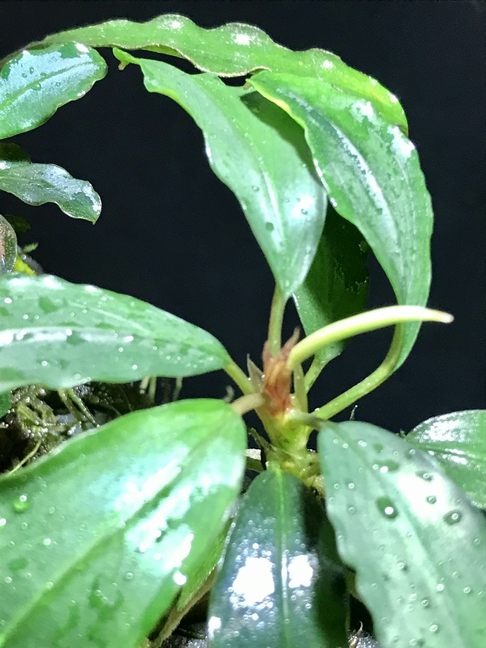Bucephalandra Achilles Green