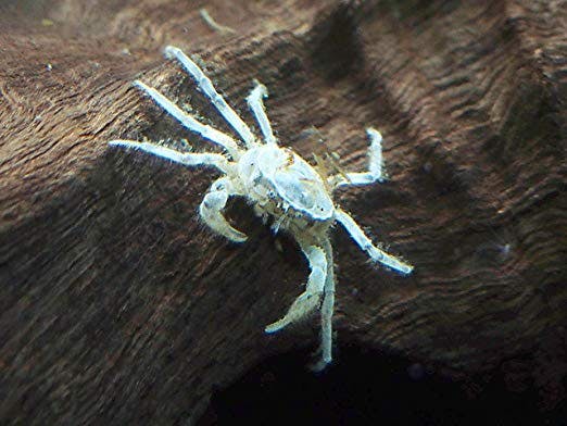 Dvärgspindelkrabba, Limnopilos naiyanetrii