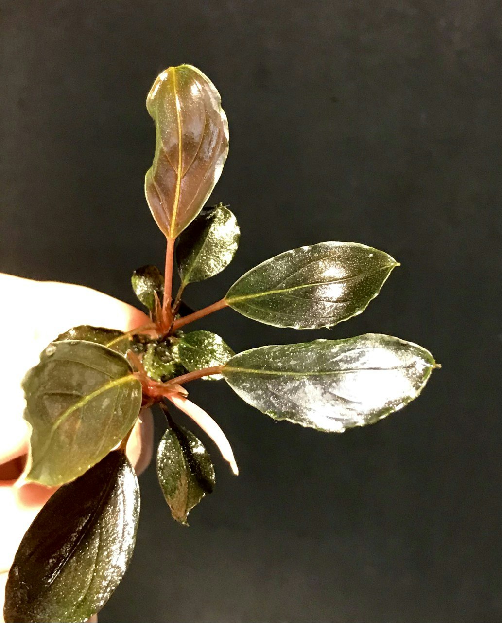 Bucephalandra Skeleton King