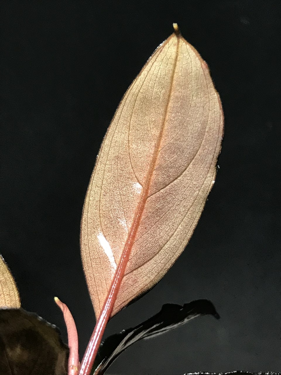 Bucephalandra Skeleton King