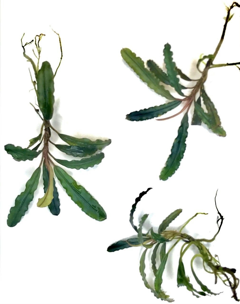 Bucephalandra Biblis