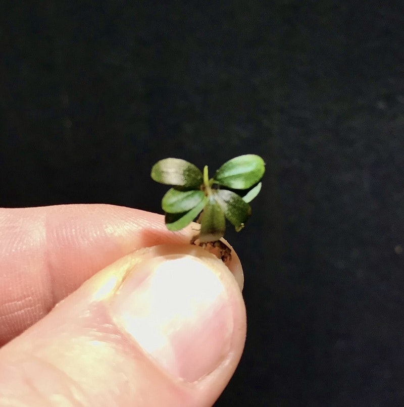 Bucephalandra Mini Arrow Head