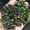 Bucephalandra Mini Arrow Head