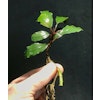 Bucephalandra Red Theia