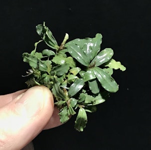 Bucephalandra Silver aurora