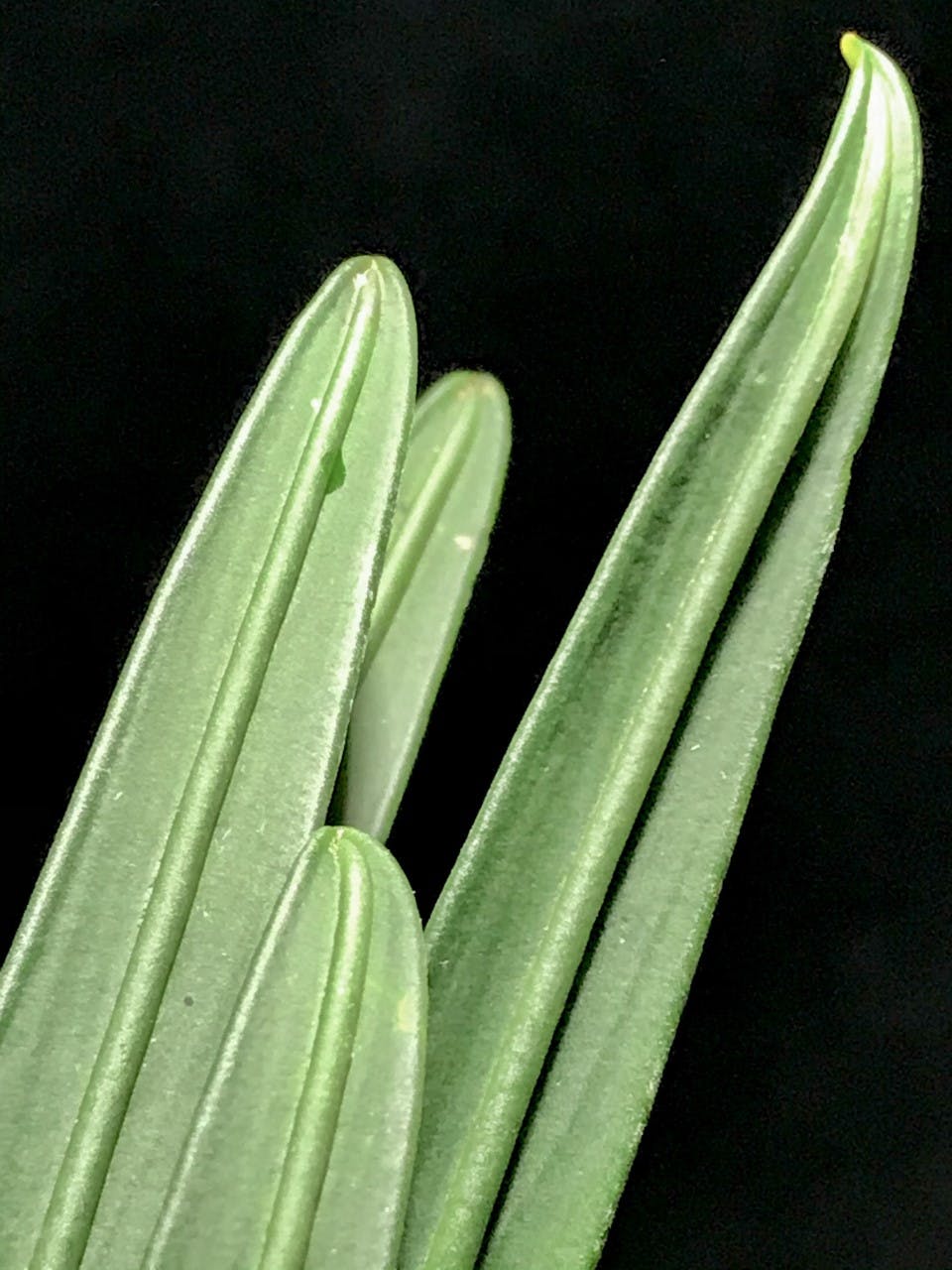 Aridarum Narrow Leaf