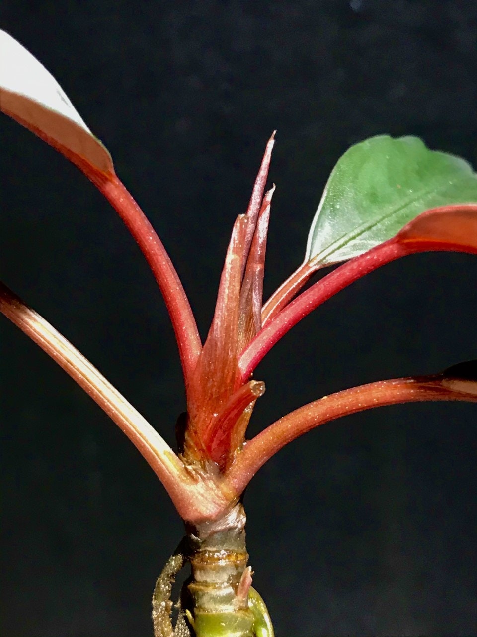 Bucephalandra Pink Lady