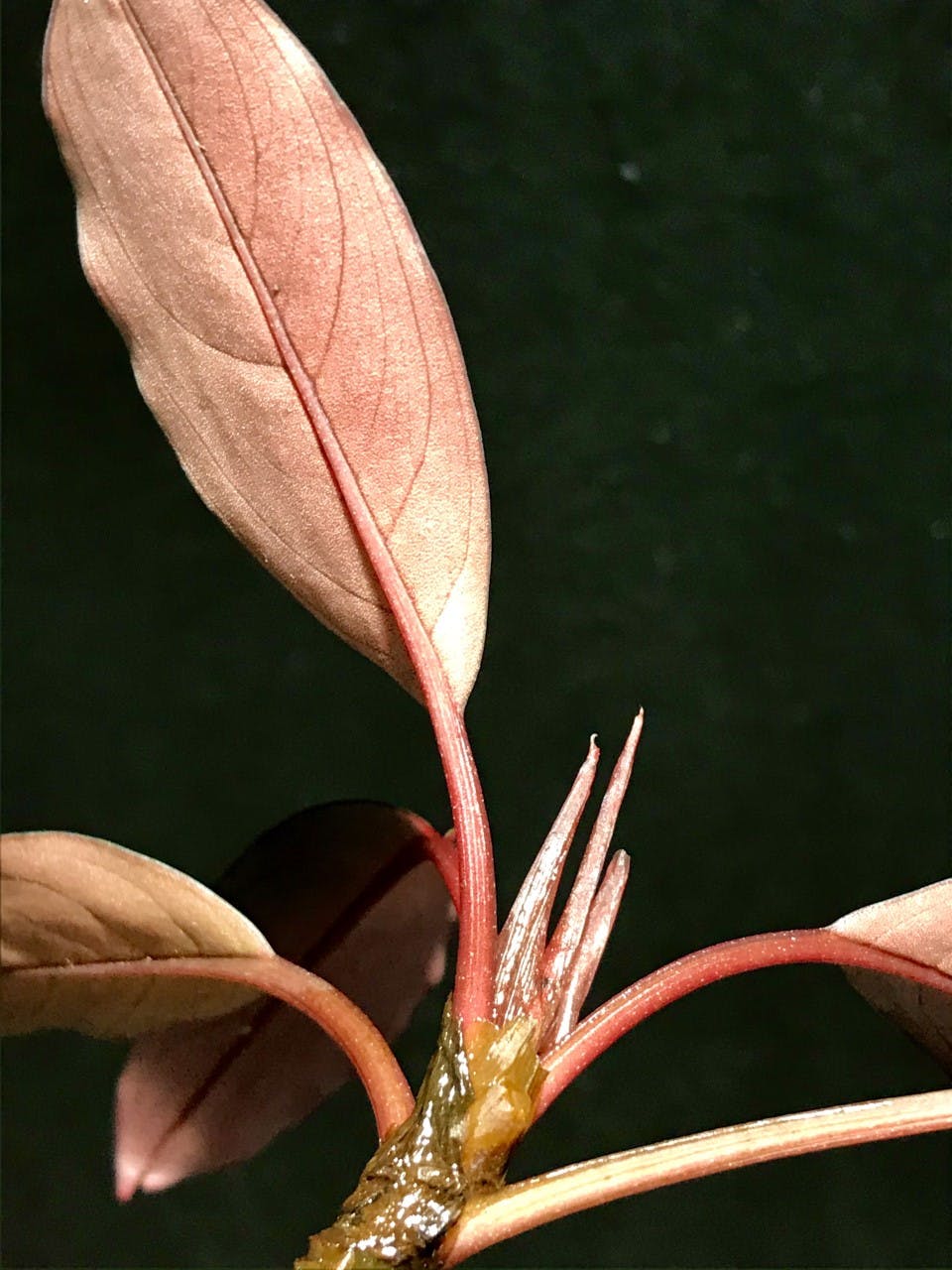 Bucephalandra Pink Lady