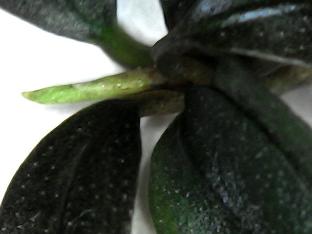 Bucephalandra Mini Arrow Head