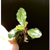 Bucephalandra Maharani