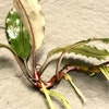 Bucephalandra Maharani