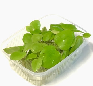 Limnobium laevigatum, 'Frogbit'