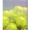 Limnophila sessiflora