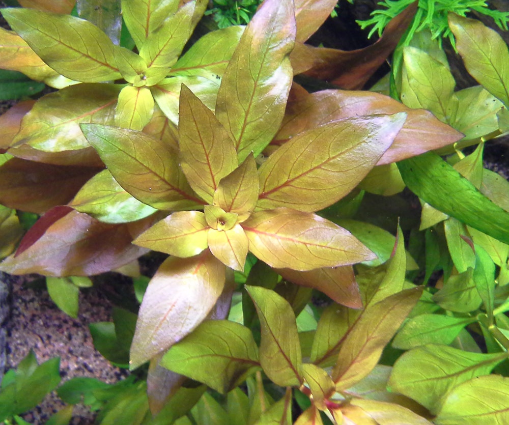 Ludwigia repens