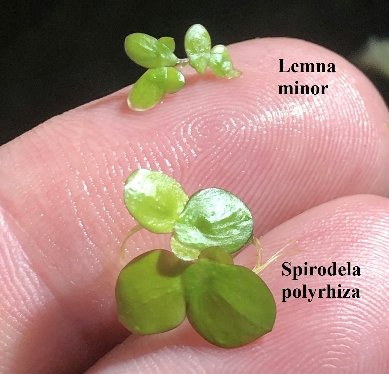 Spirodela polyrhiza