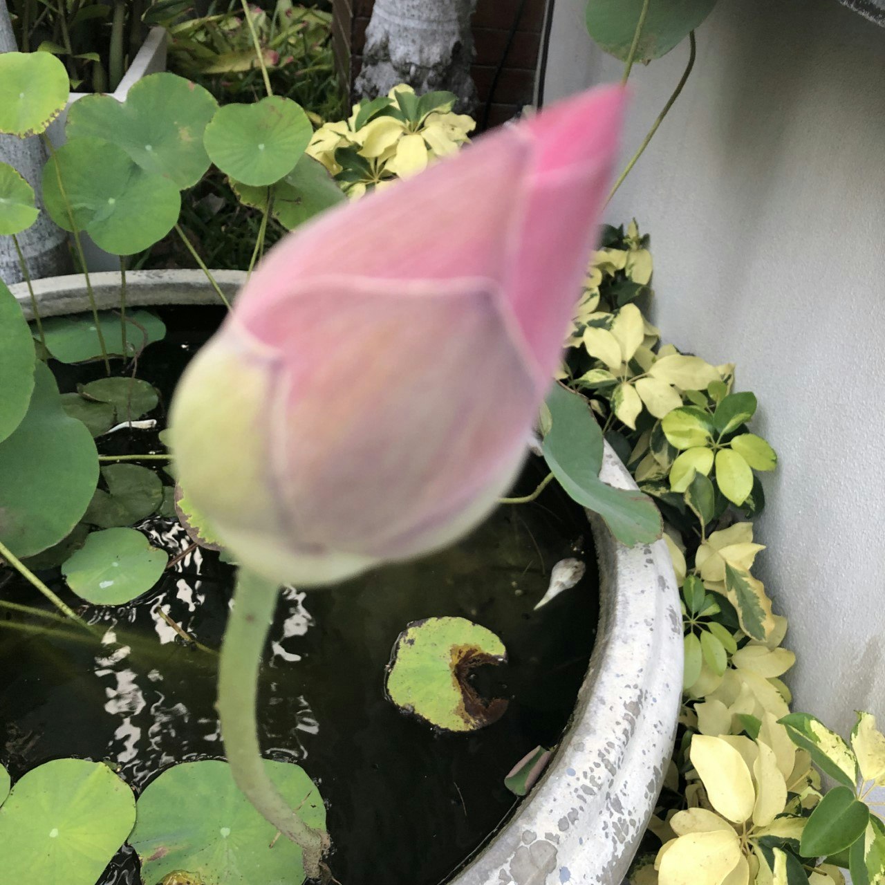 Helig indisk lotus, frön