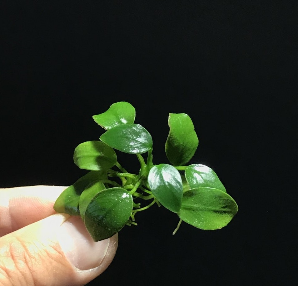 Anubias barteri 'Petite'