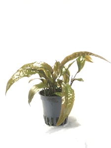 Cryptocoryne usteriana