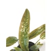 Cryptocoryne usteriana