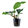 Anubias barteri var. 'Coffeifolia'