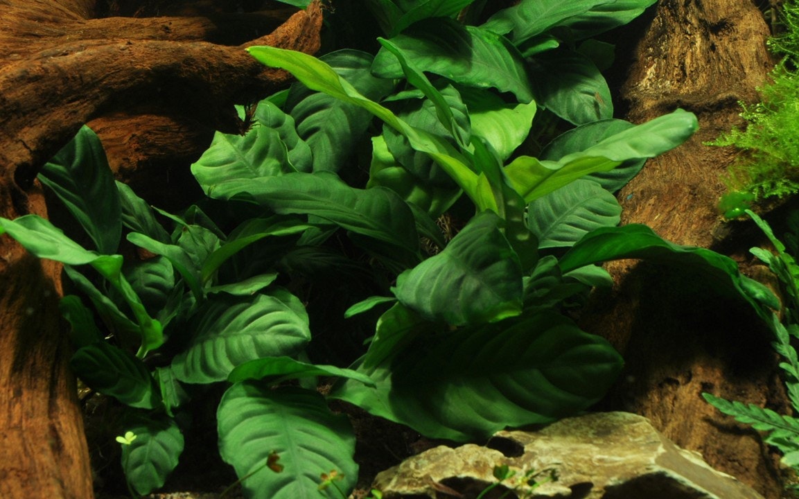 Anubias barteri var. 'Coffeifolia'